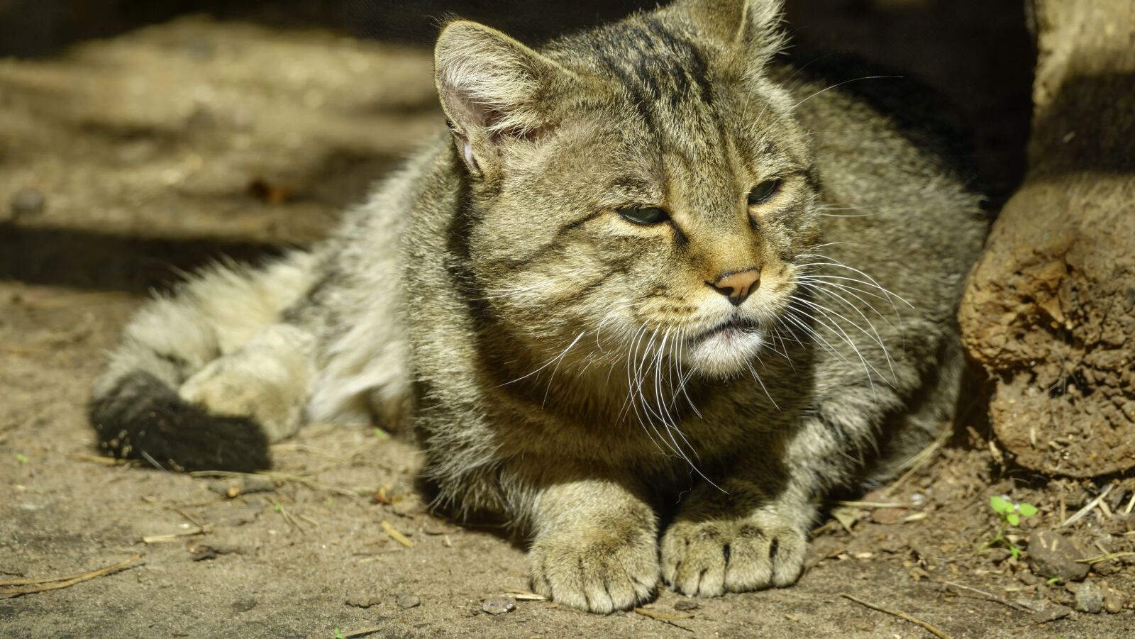 Sony Cyber-shot DSC-RX10 III sample photo. Cat, wild, carpathian photography