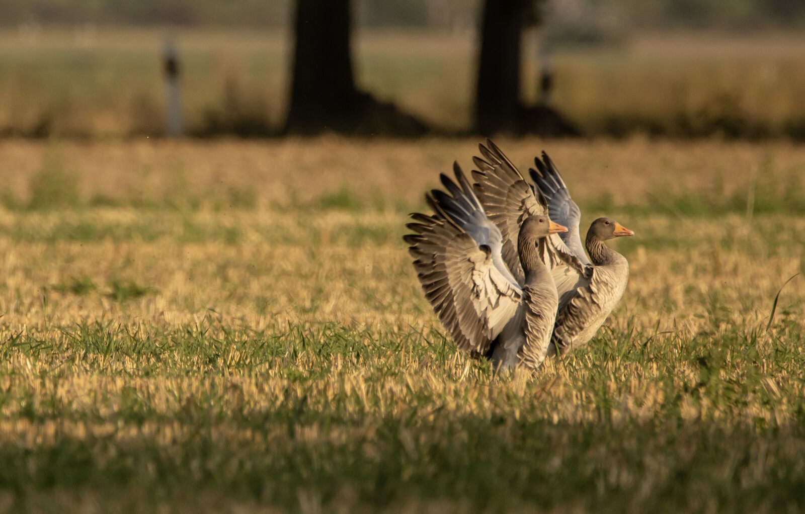 Canon EOS 90D sample photo. Geese, field, wild geese photography