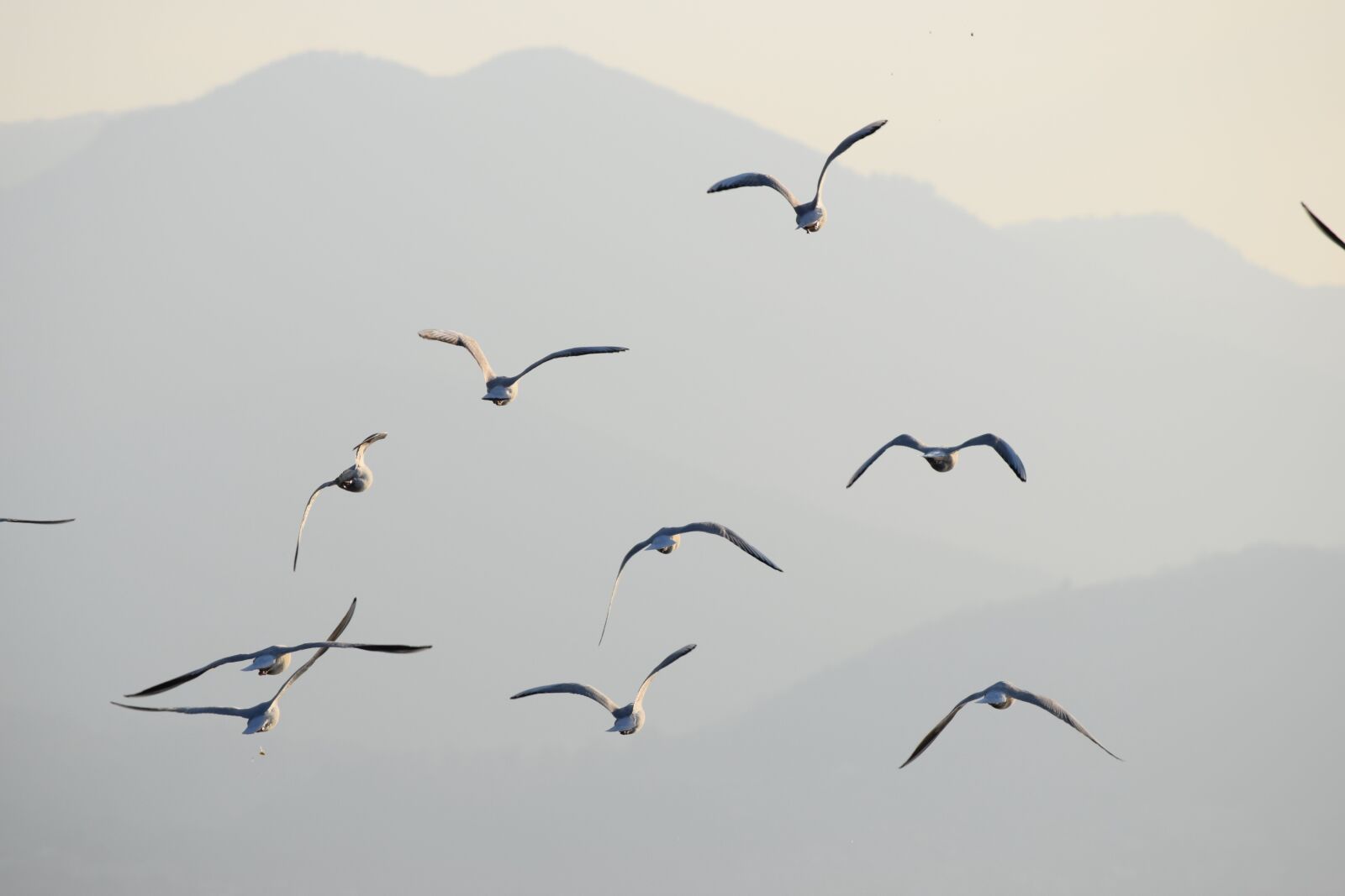 Nikon D3300 sample photo. Seagulls, birds, flight photography
