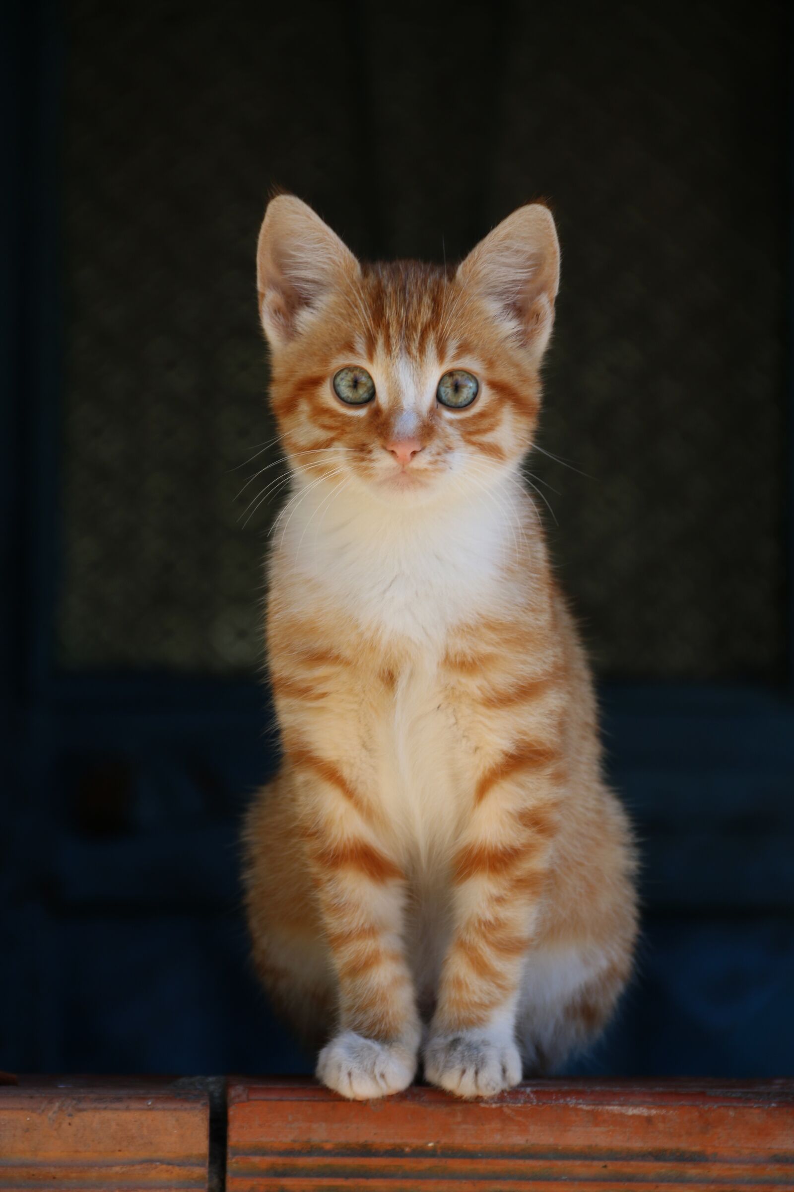 Canon EF-S 18-135mm F3.5-5.6 IS sample photo. Cat, animal, animal portrait photography