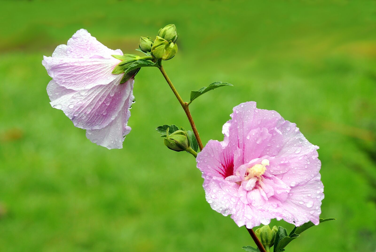 Nikon D90 sample photo. Flower, autumn, garden photography