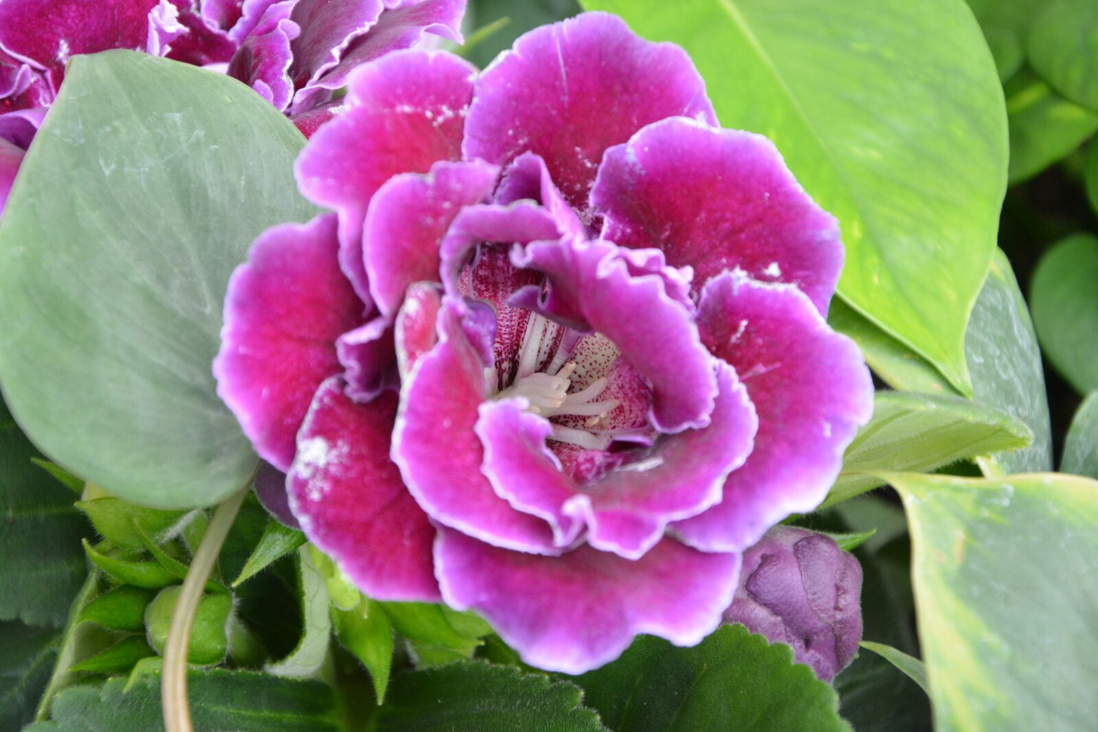 Nikon D5200 sample photo. Flower, gloxinia, pink fuchsia photography