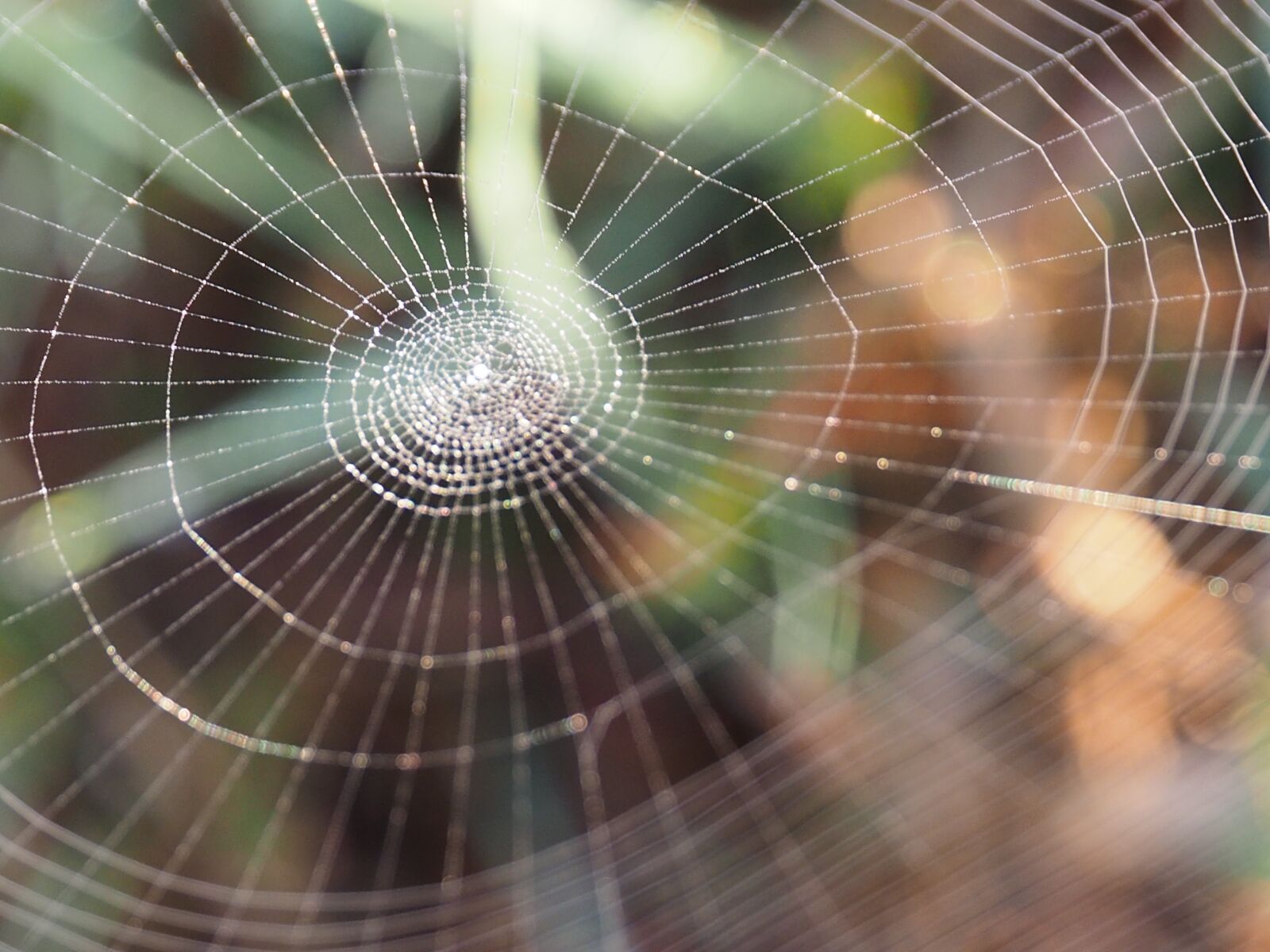 Olympus OM-D E-M1 + Olympus Zuiko Digital ED 12-60mm F2.8-4.0 SWD sample photo. Spider, spiders web, web photography