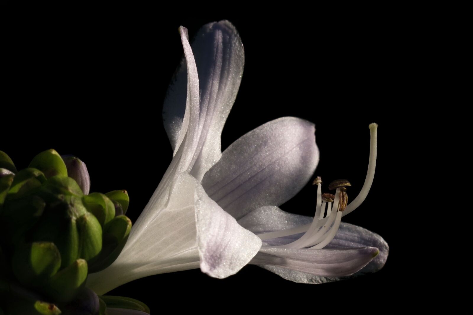 Canon PowerShot G15 sample photo. Plantain lily, hosta, white photography