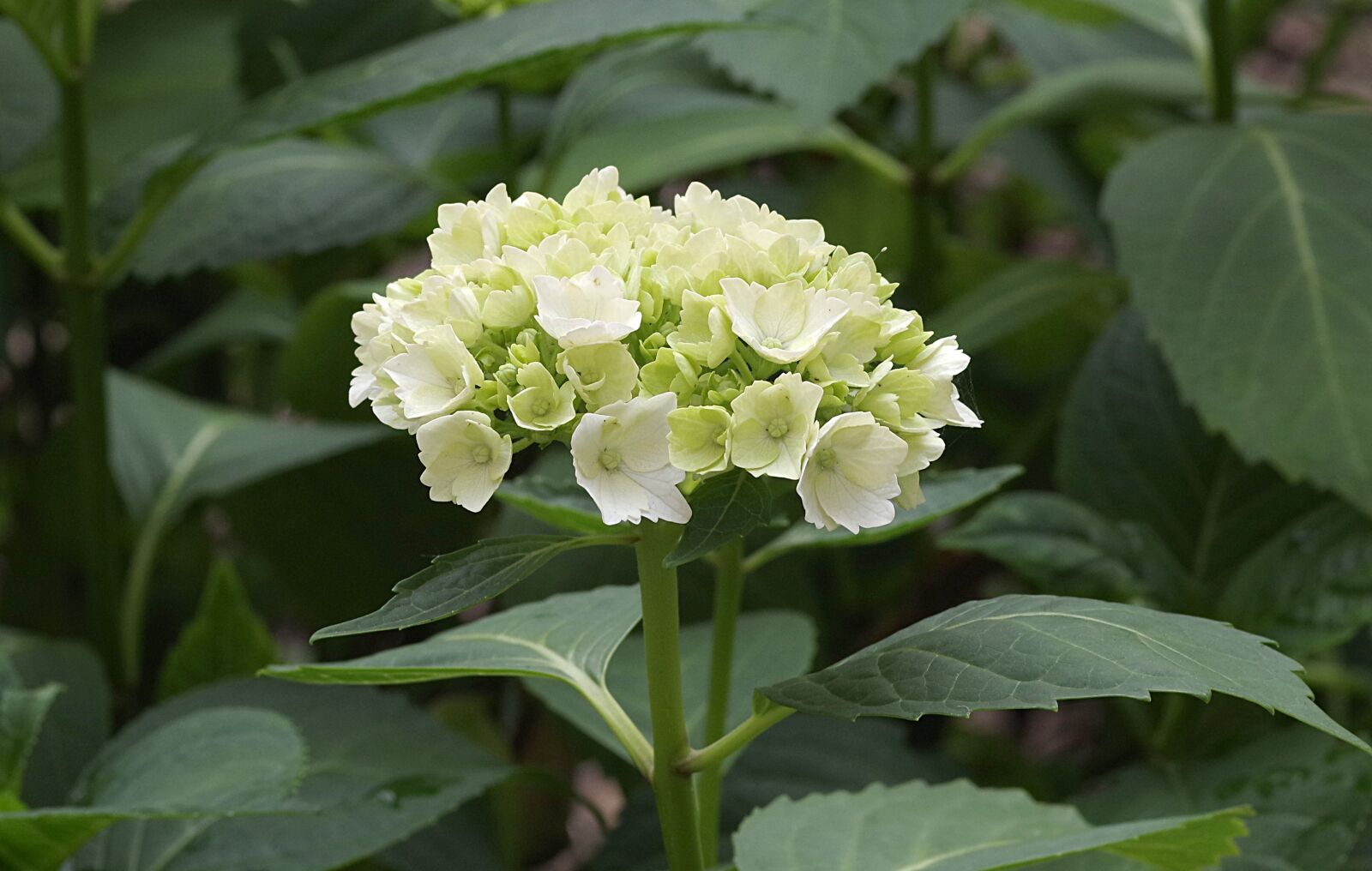 Pentax K-S2 sample photo. Hydrangea, flower, garden photography