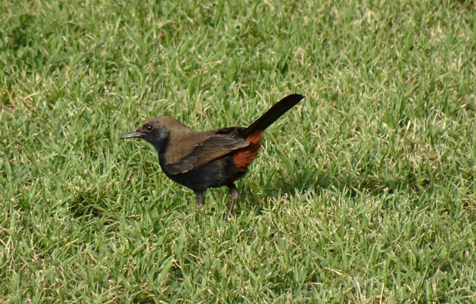 Sony DSC-WX800 sample photo. Bird, robin, indian robin photography