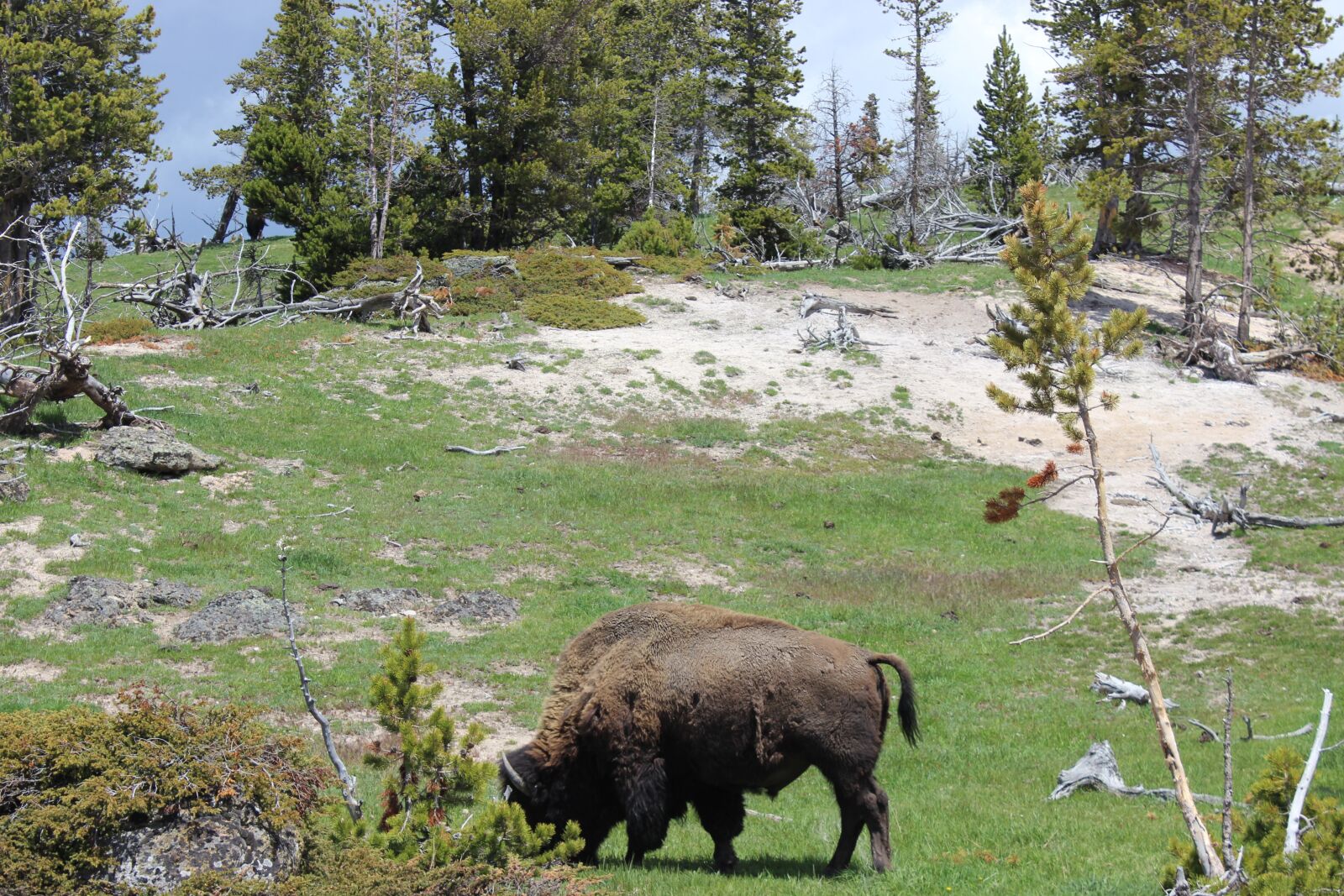 Canon EOS 600D (Rebel EOS T3i / EOS Kiss X5) sample photo. Yellowstone, buffalo, bison photography