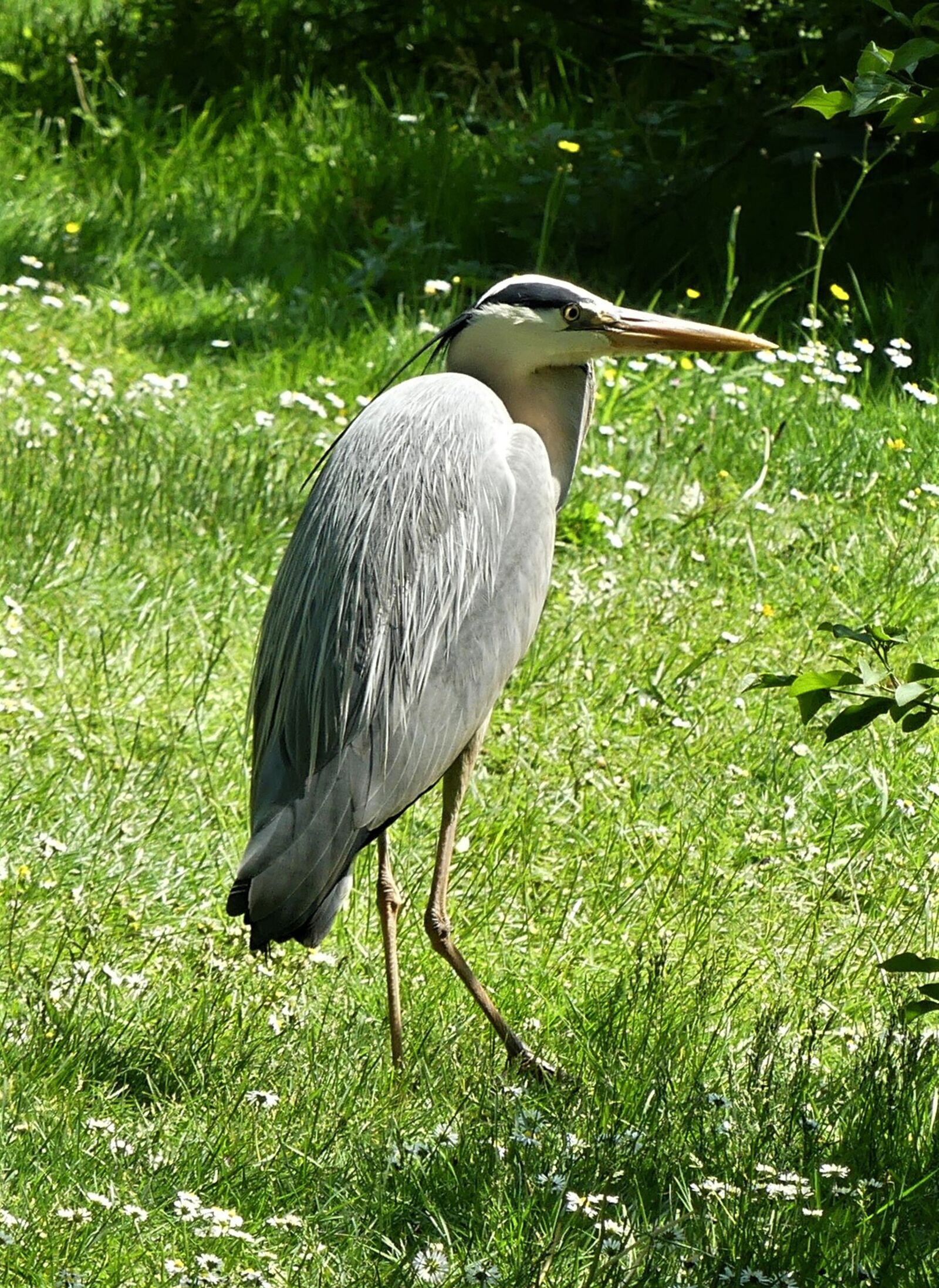 Panasonic Lumix DMC-FZ300 sample photo. Bird, heron, water bird photography