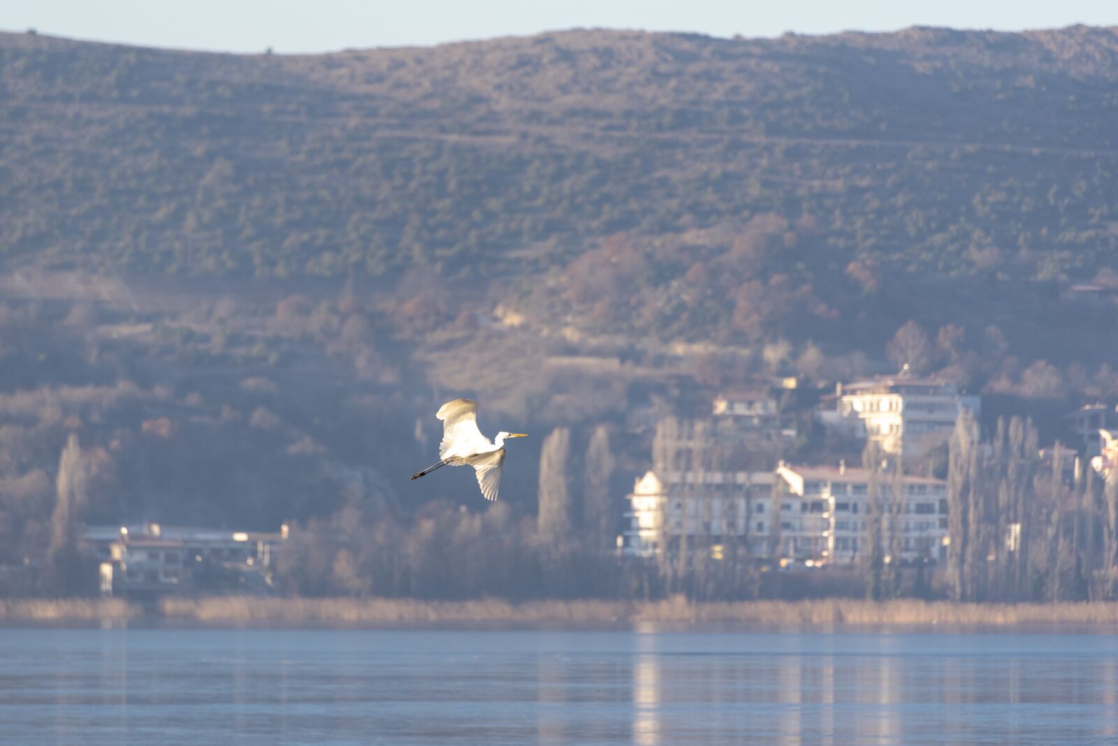 Nikon D750 sample photo. Ice, frozen, birds photography