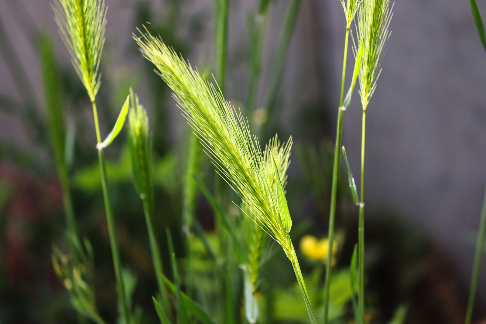 Canon EOS 200D (EOS Rebel SL2 / EOS Kiss X9) sample photo. Grass, spike, blades of photography