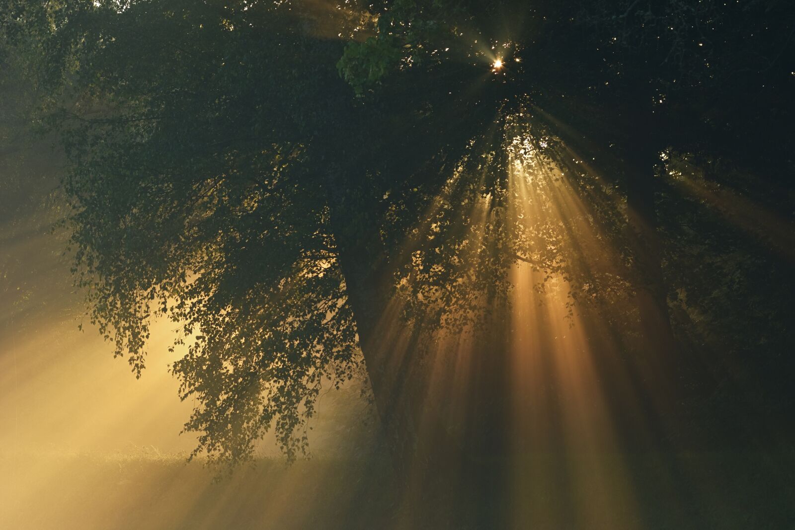 Nikon D5200 sample photo. Sunrise, tree, leaves photography