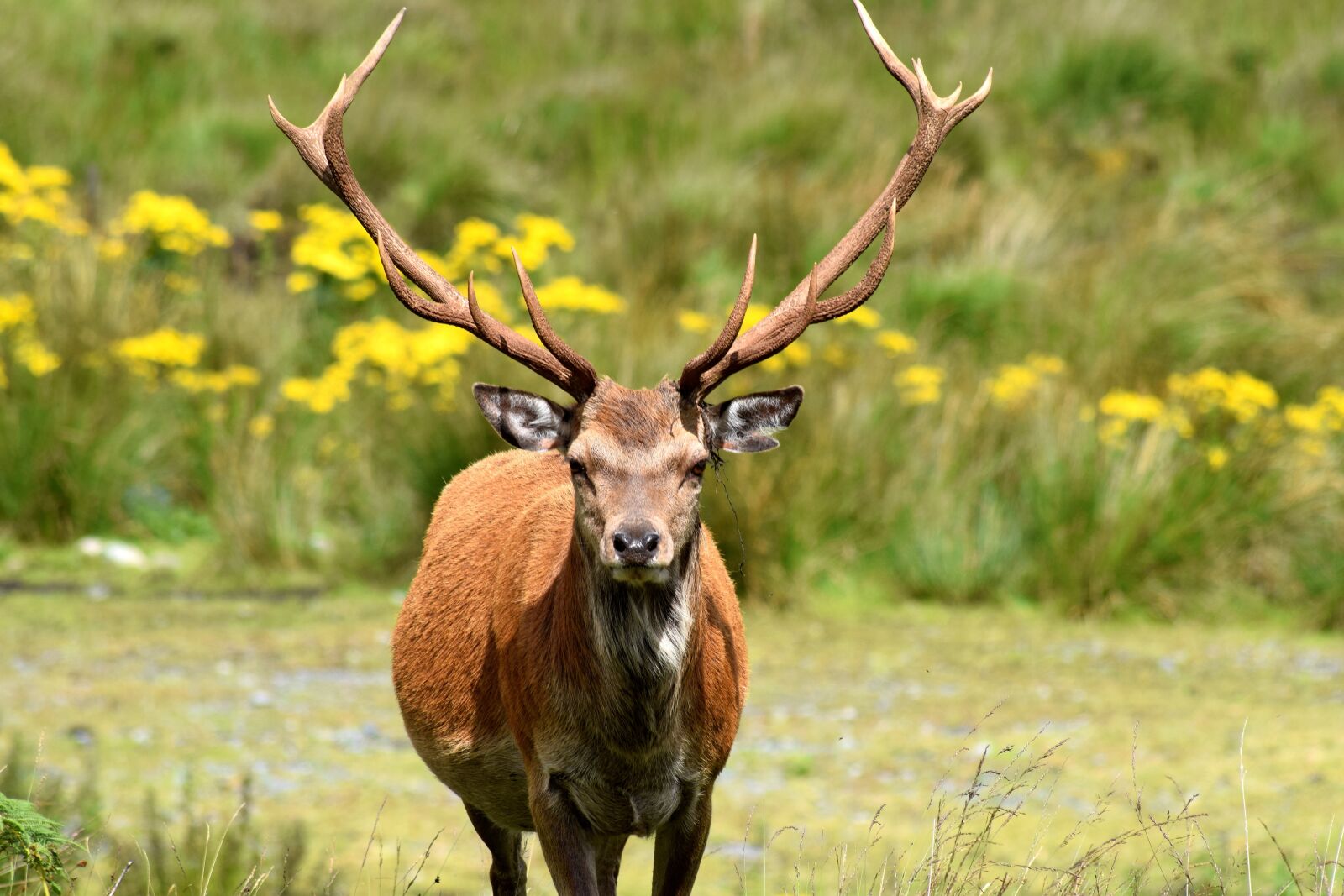 Nikon D3300 sample photo. Stag, deer, forest photography