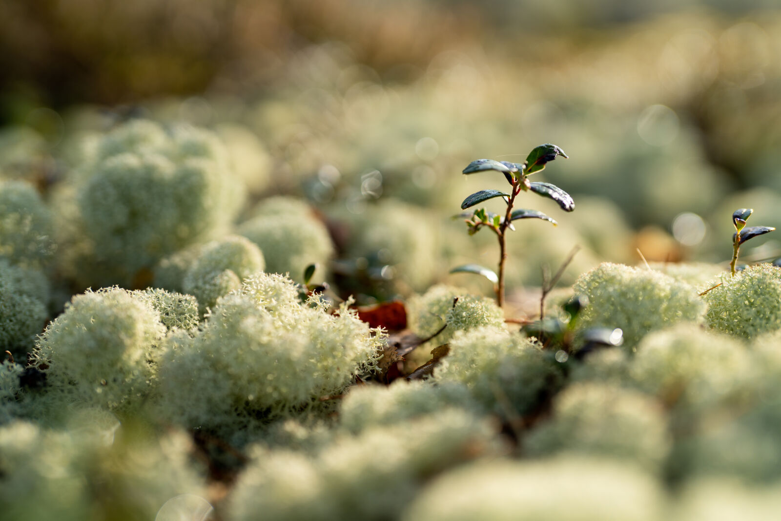 Sony a7R IV sample photo. Field of cladonia stellaris photography