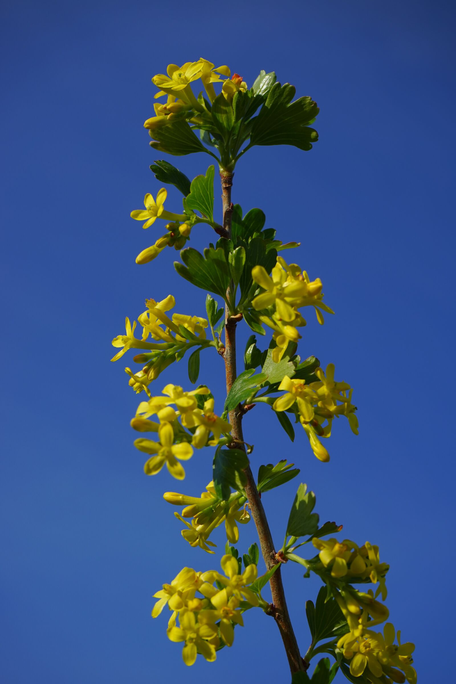Sony a7 sample photo. Ribes aureum, flowers, yellow photography