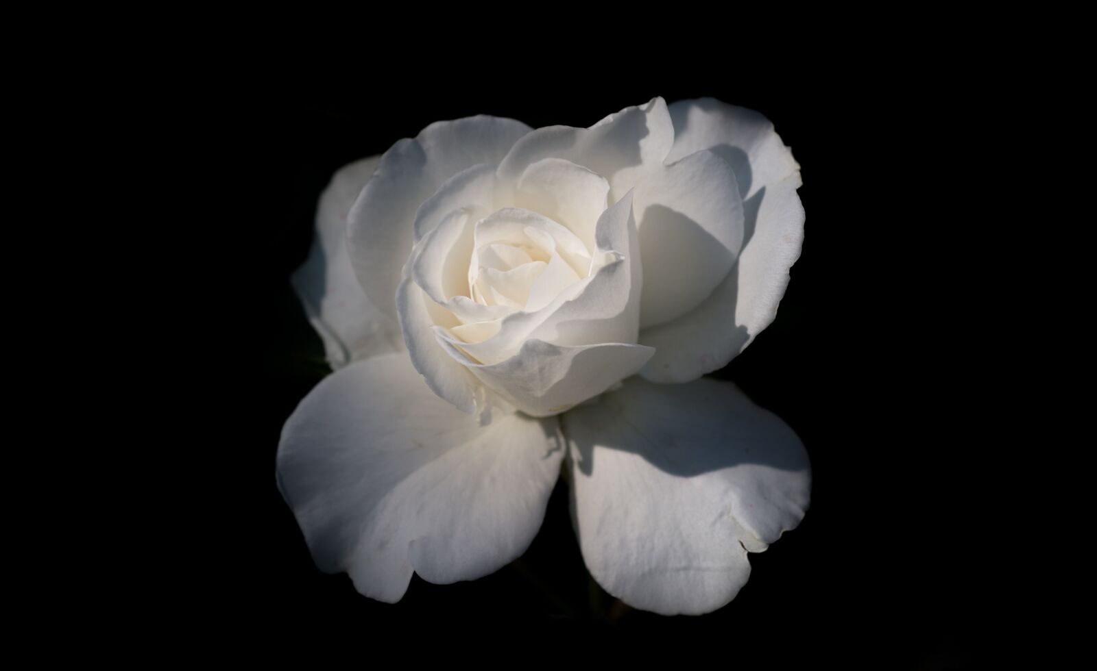 Nikon D610 sample photo. White rose, isolated, black photography