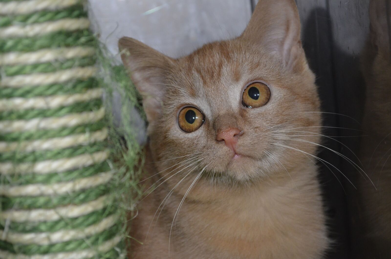 Nikon D5100 sample photo. Young cat, kitten, animal photography