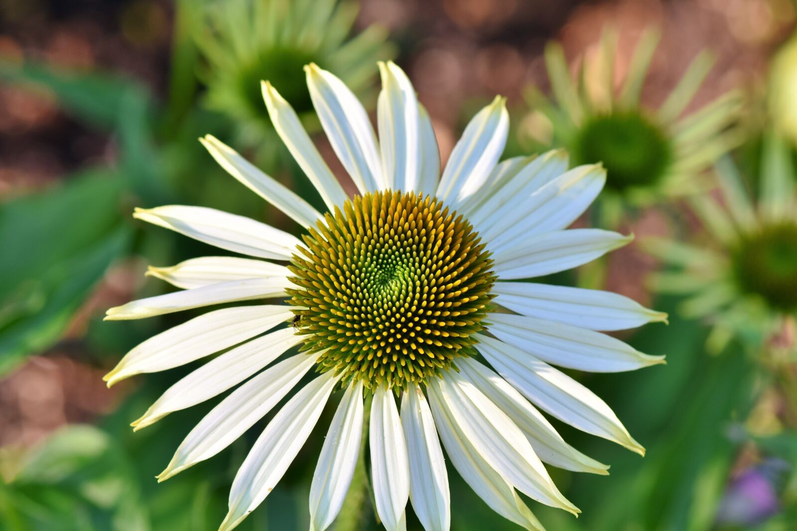 Nikon D7200 sample photo. Flower, coneflower, ecinaceu photography