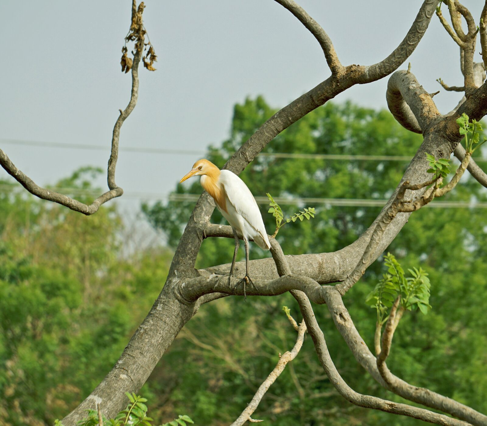 Sony a6000 sample photo. Wader, bird, indian photography