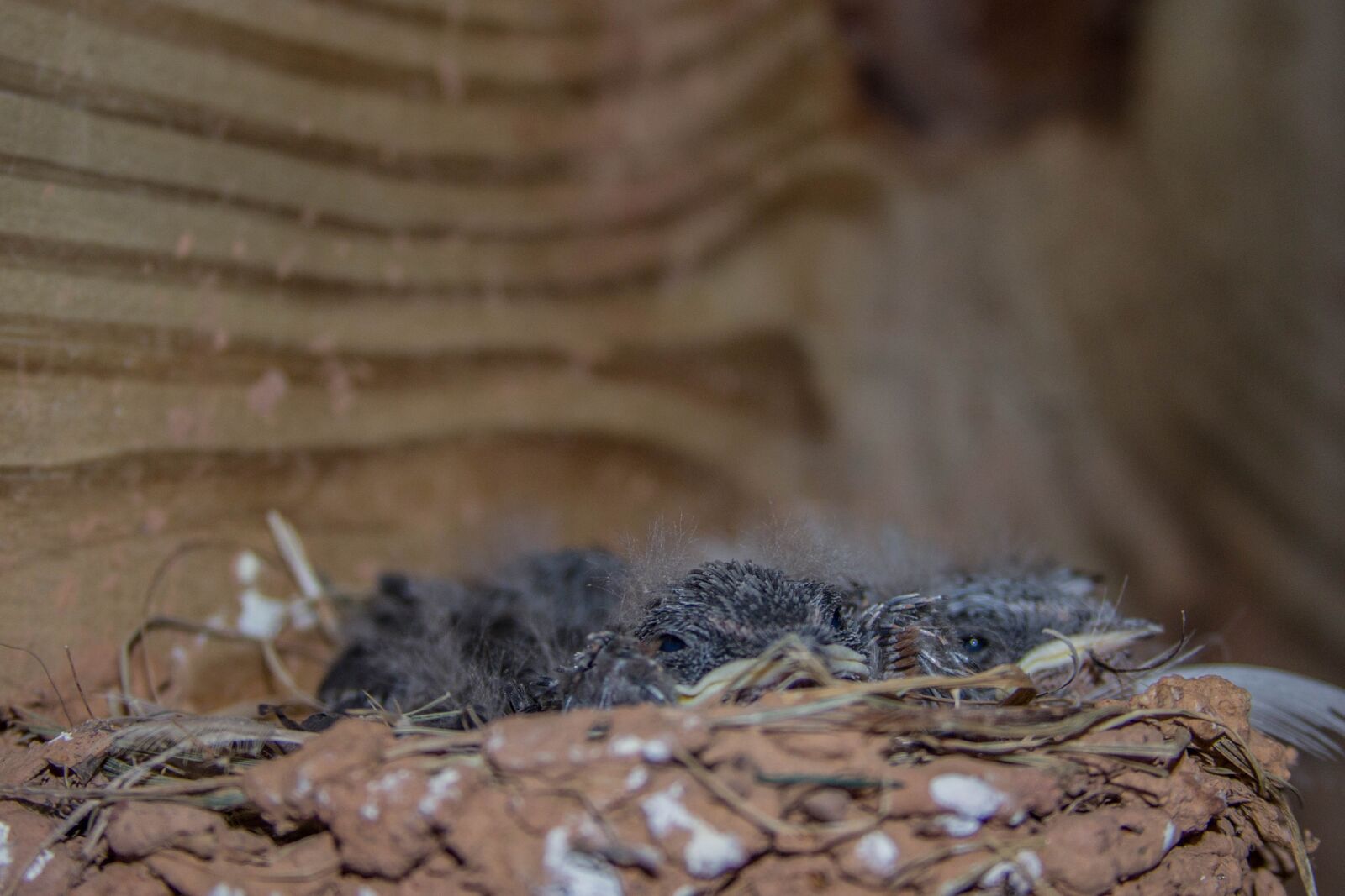 Canon EF 28-135mm F3.5-5.6 IS USM sample photo. Nest, birds, babies photography