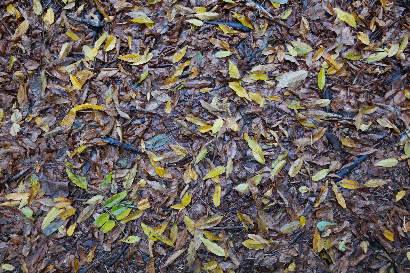 Samsung NX2000 sample photo. Autumn, leaves, manto photography