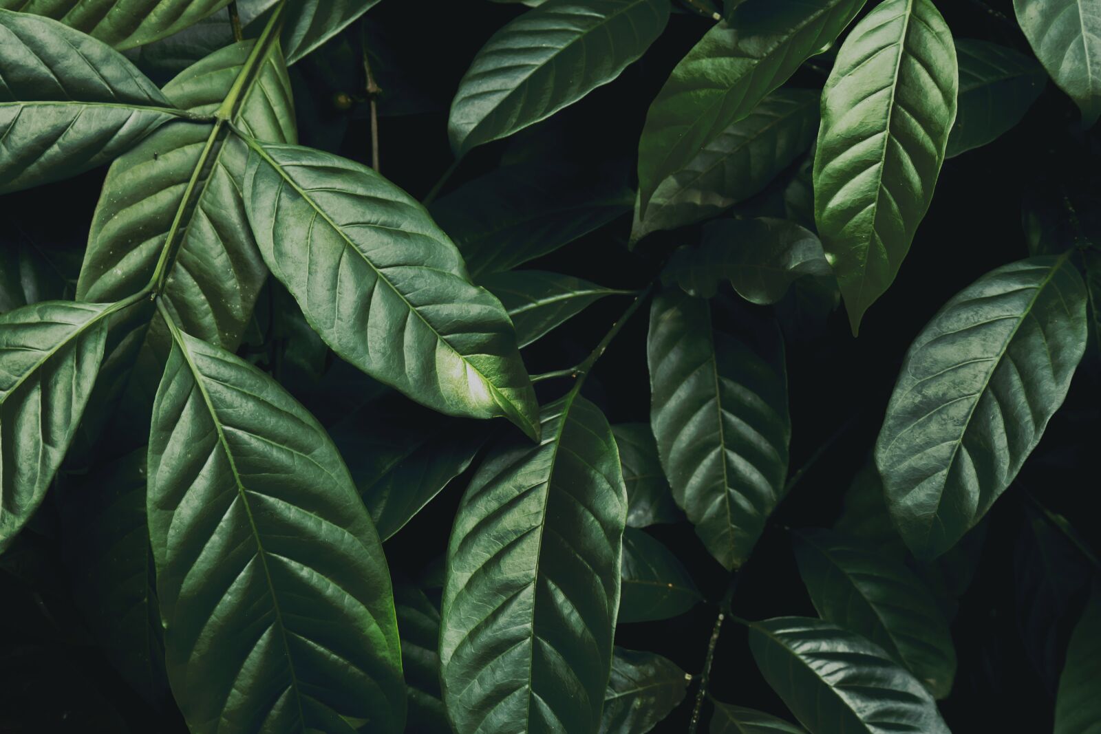 Canon EOS 750D (EOS Rebel T6i / EOS Kiss X8i) sample photo. Dark green plant, green photography