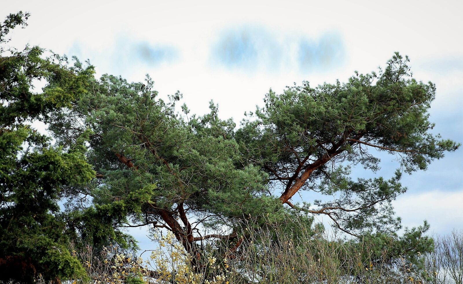 Canon EOS-1D X sample photo. Nature, tree, landscape photography