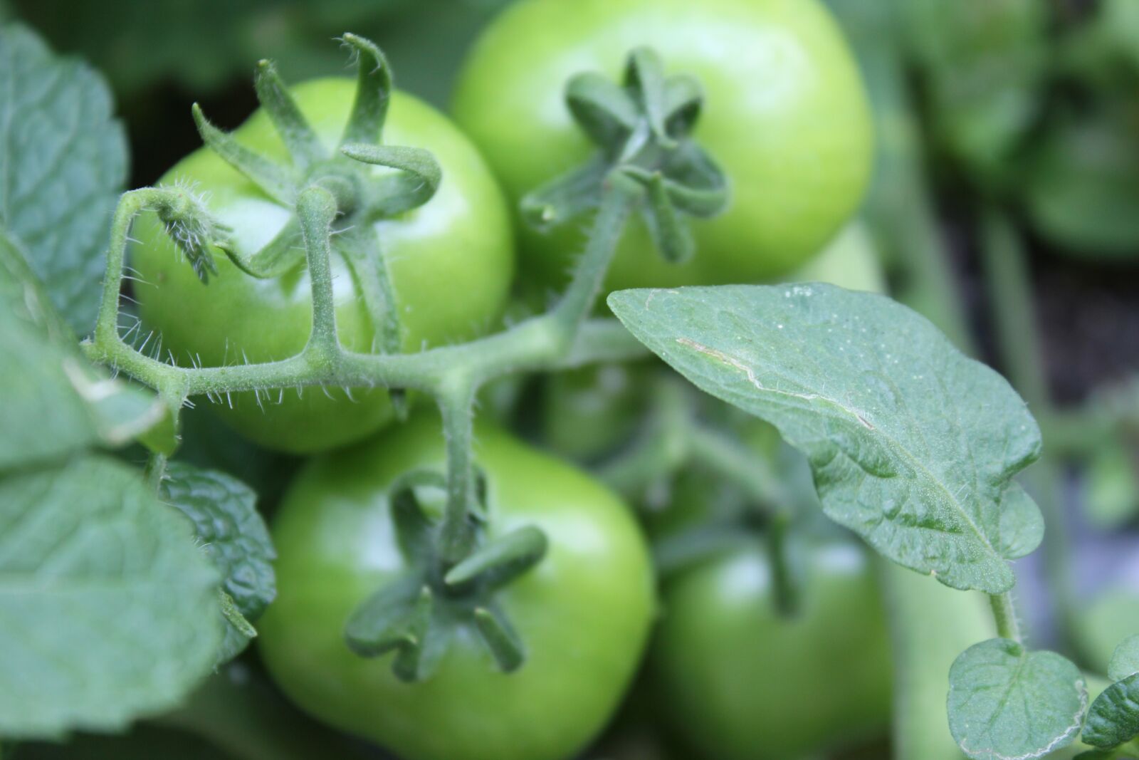 Canon EOS 550D (EOS Rebel T2i / EOS Kiss X4) sample photo. Tomatoes, green, natural photography