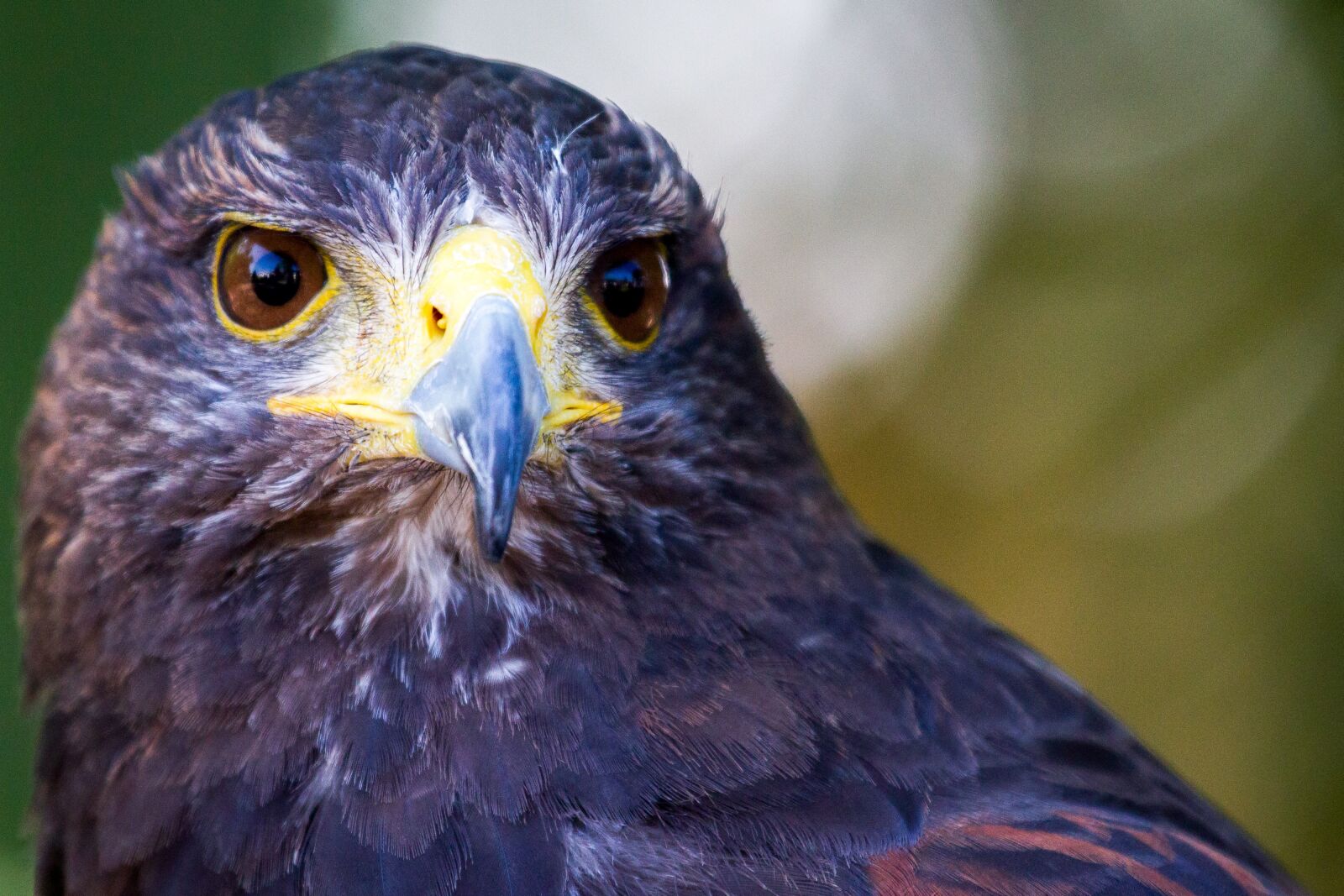 Canon EOS 7D sample photo. Buzzard, bird, bird of photography