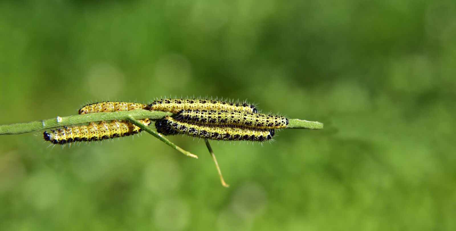 Nikon D750 sample photo. Track, caterpillars, development photography