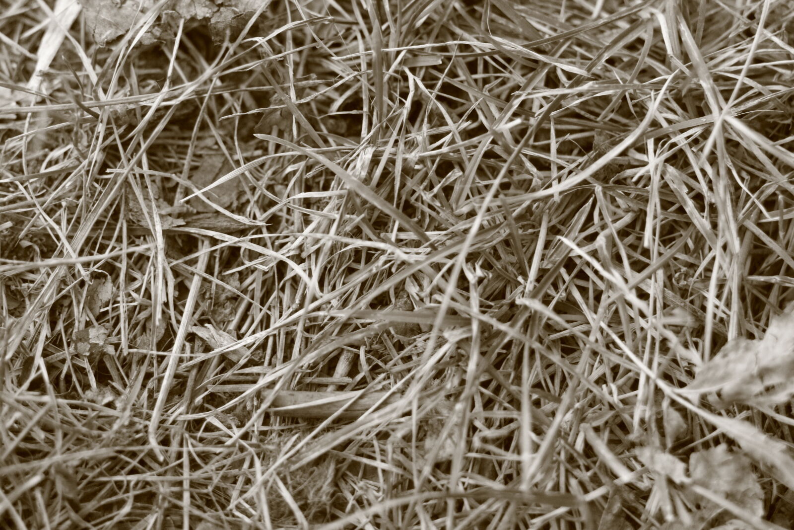Canon EF 85mm F1.8 USM sample photo. Brown, dead, grass, sepia photography