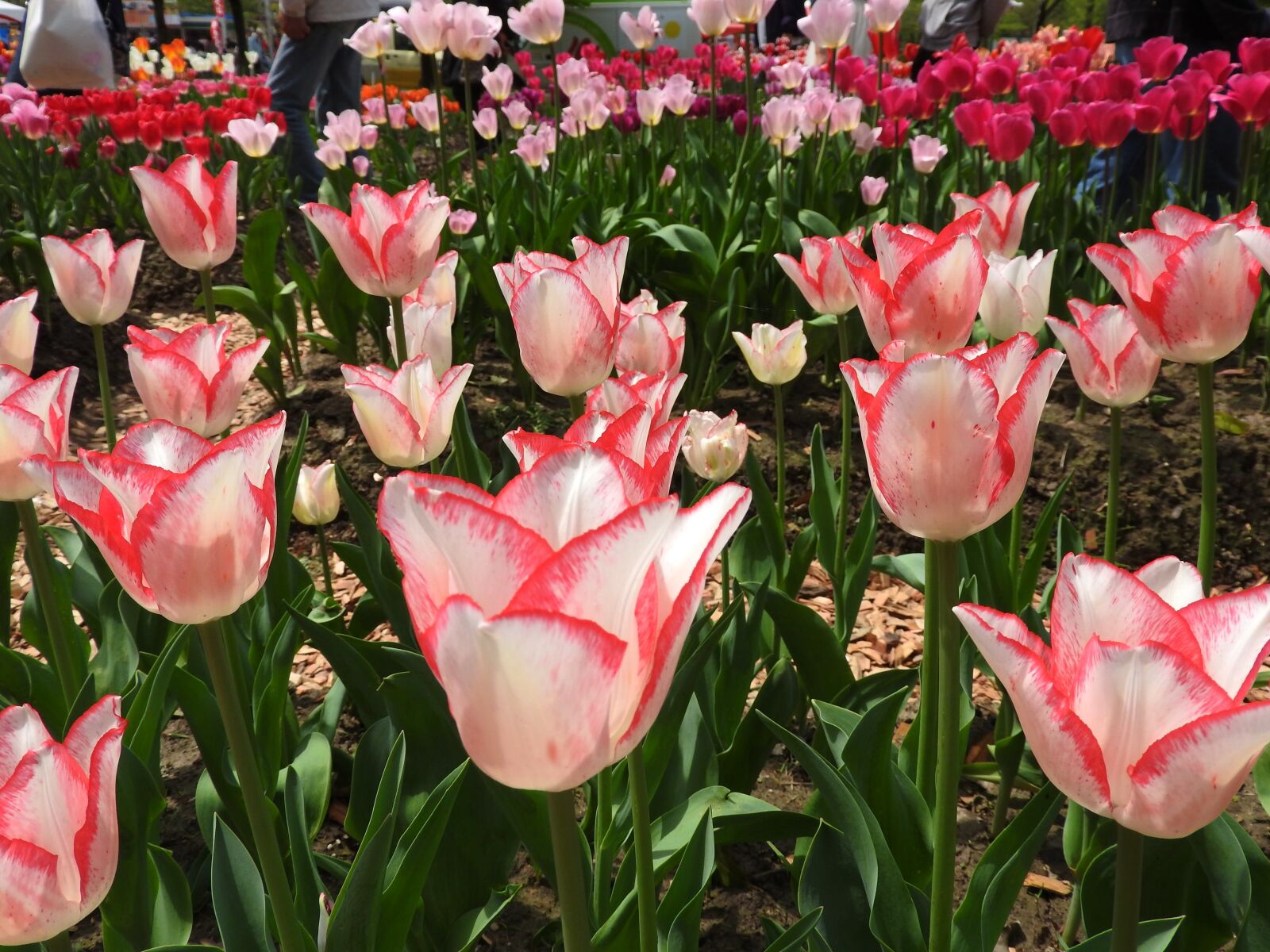 Nikon Coolpix P610 sample photo. Tulips, flowers, paws photography