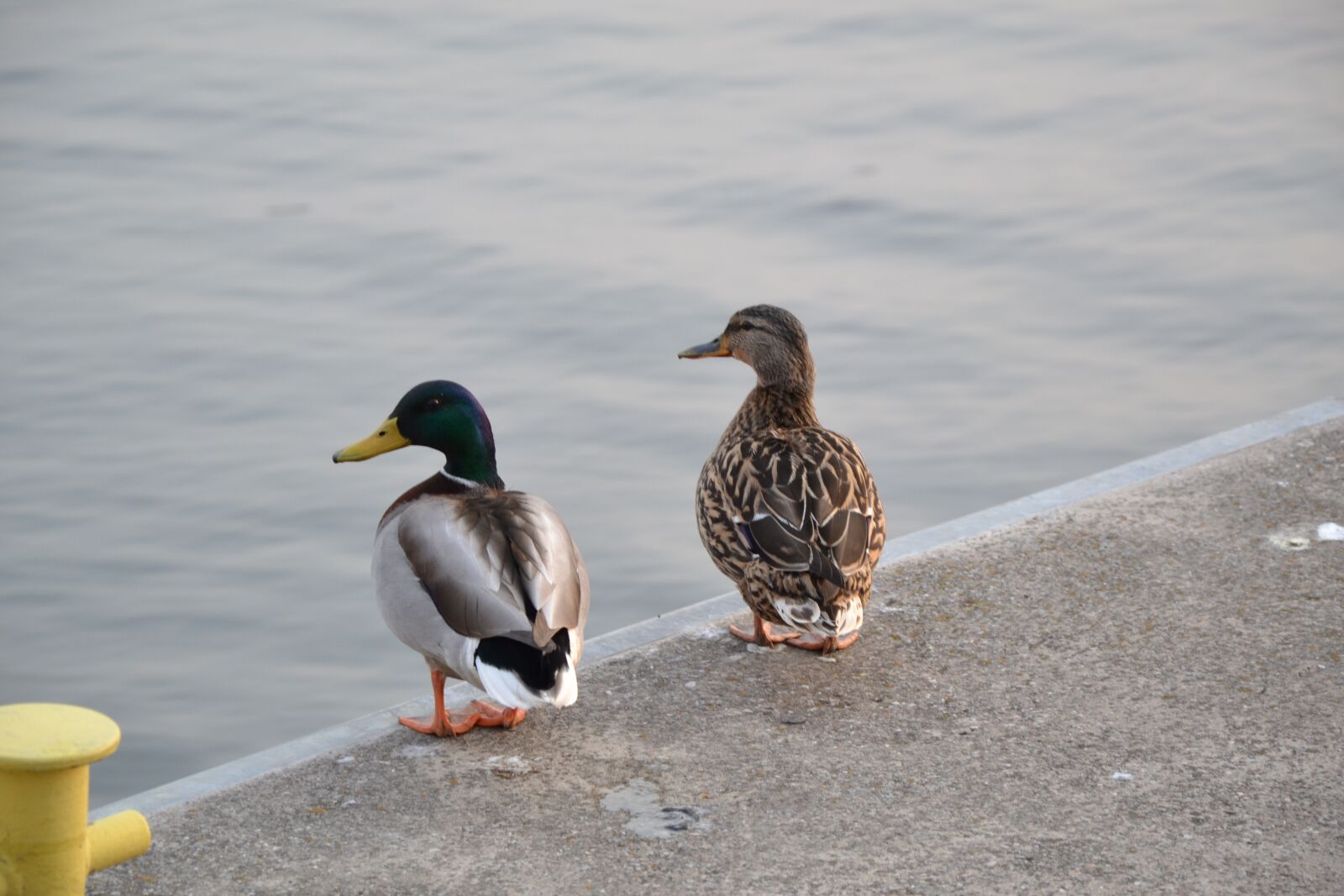 Nikon D3100 sample photo. Bird, water, nature photography