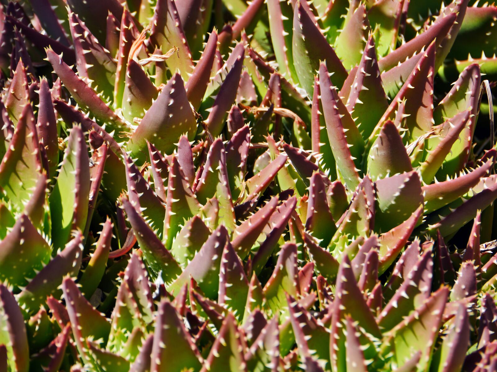 Panasonic Lumix DMC-GH3 sample photo. Cactus, spur, leaves photography