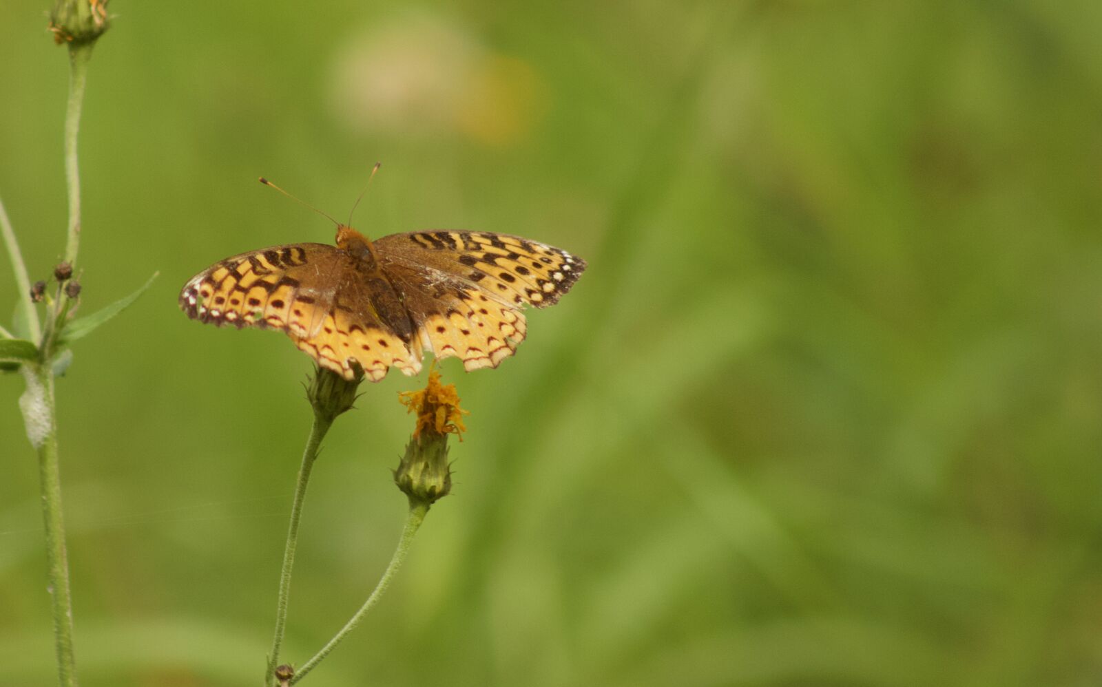 Canon EOS 500D (EOS Rebel T1i / EOS Kiss X3) sample photo. Meadow fritillary, butterfly, meadow photography