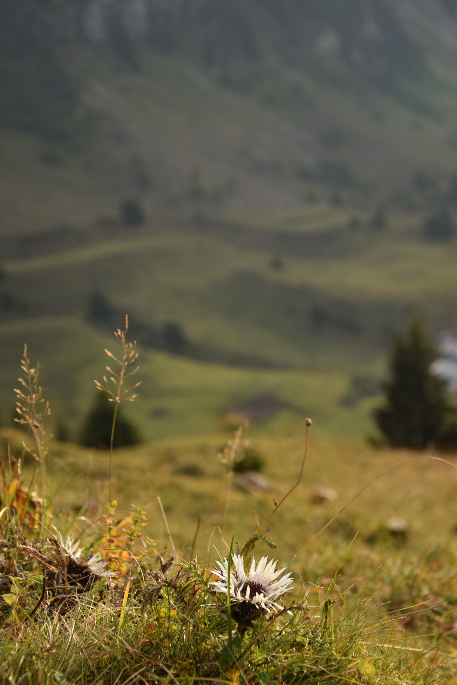 Nikon D5300 sample photo. Thistle, flower, mountain photography