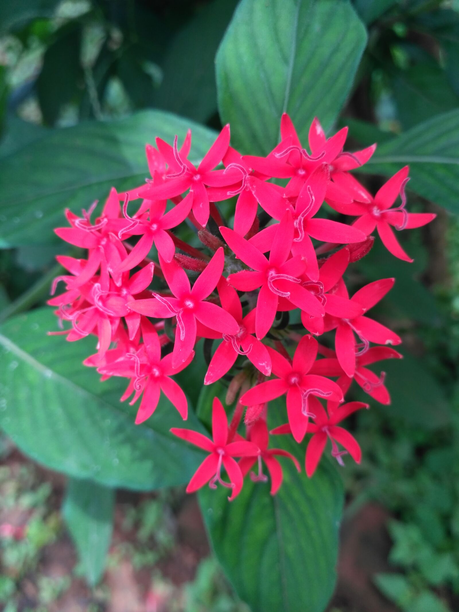 Xiaomi Redmi 3S sample photo