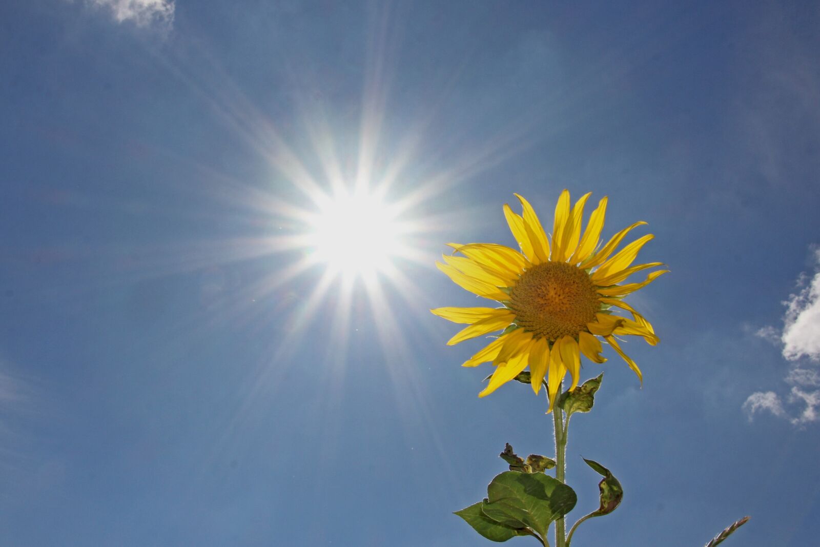 Canon EOS 60D sample photo. Nature, summer, sky photography