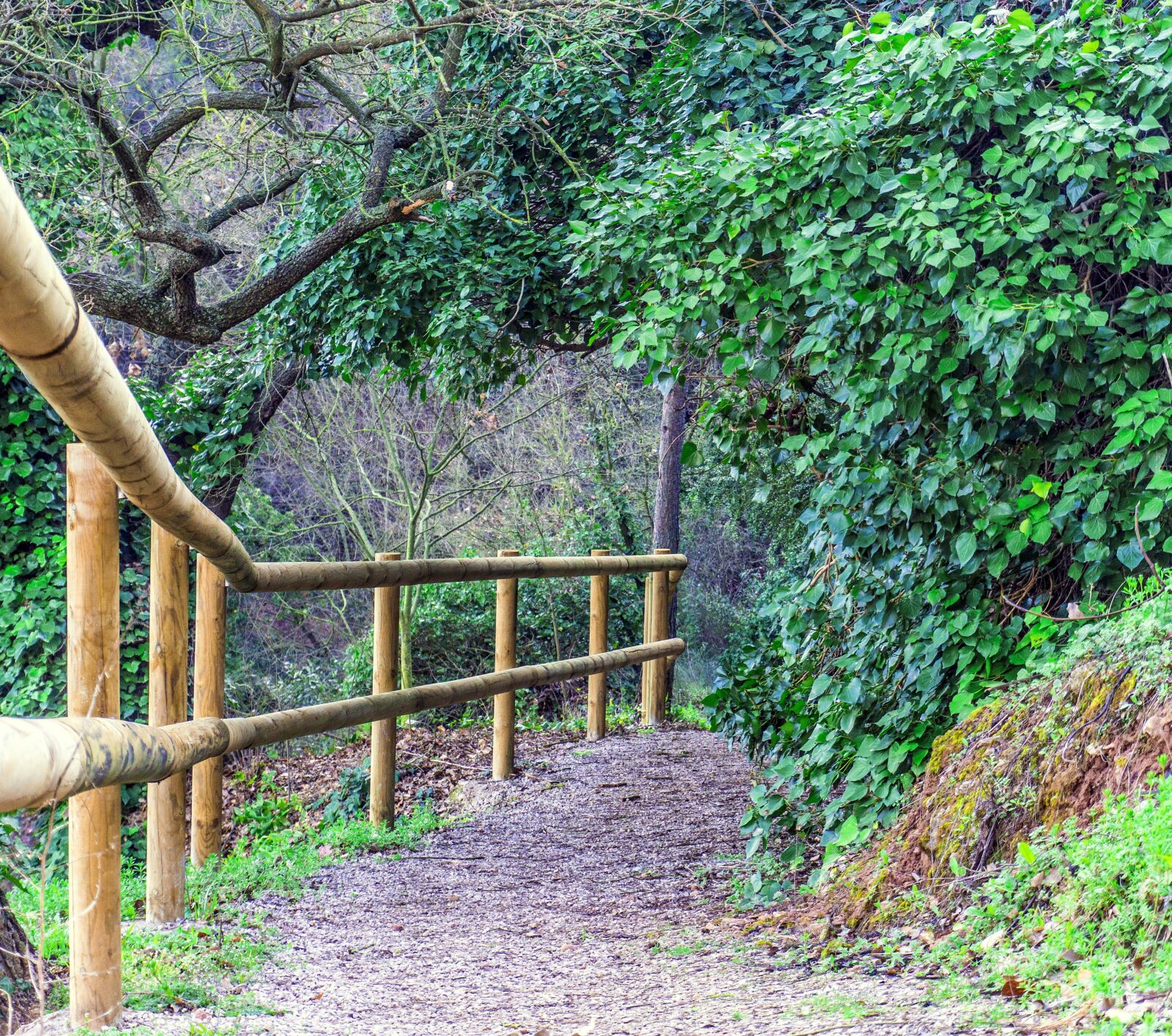 Sony E 16-50mm F3.5-5.6 PZ OSS sample photo. Wood, nature, tree photography