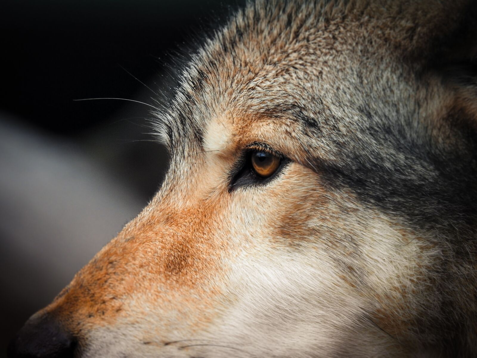 Nikon Coolpix P900 sample photo. Wolves, nature, predator photography