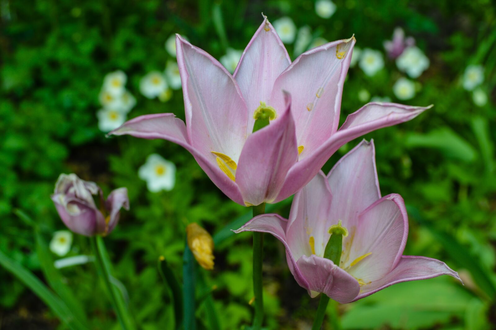Nikon D3200 sample photo. Flower, krupnyj plan, pink photography
