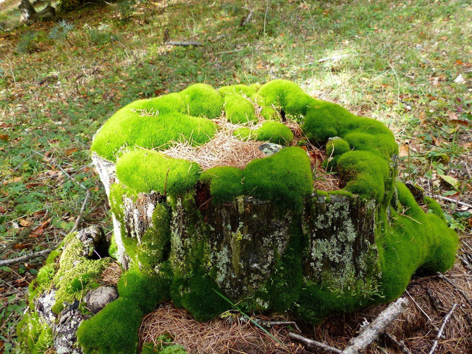 Panasonic Lumix DMC-FZ200 sample photo. Nature, strain, foam photography