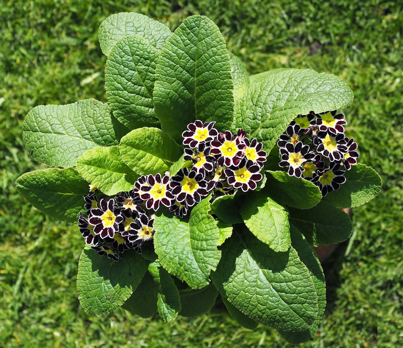 Olympus OM-D E-M10 II + Olympus M.Zuiko Digital ED 12-100mm F4.0 IS Pro sample photo. Primula, auricula, flower photography