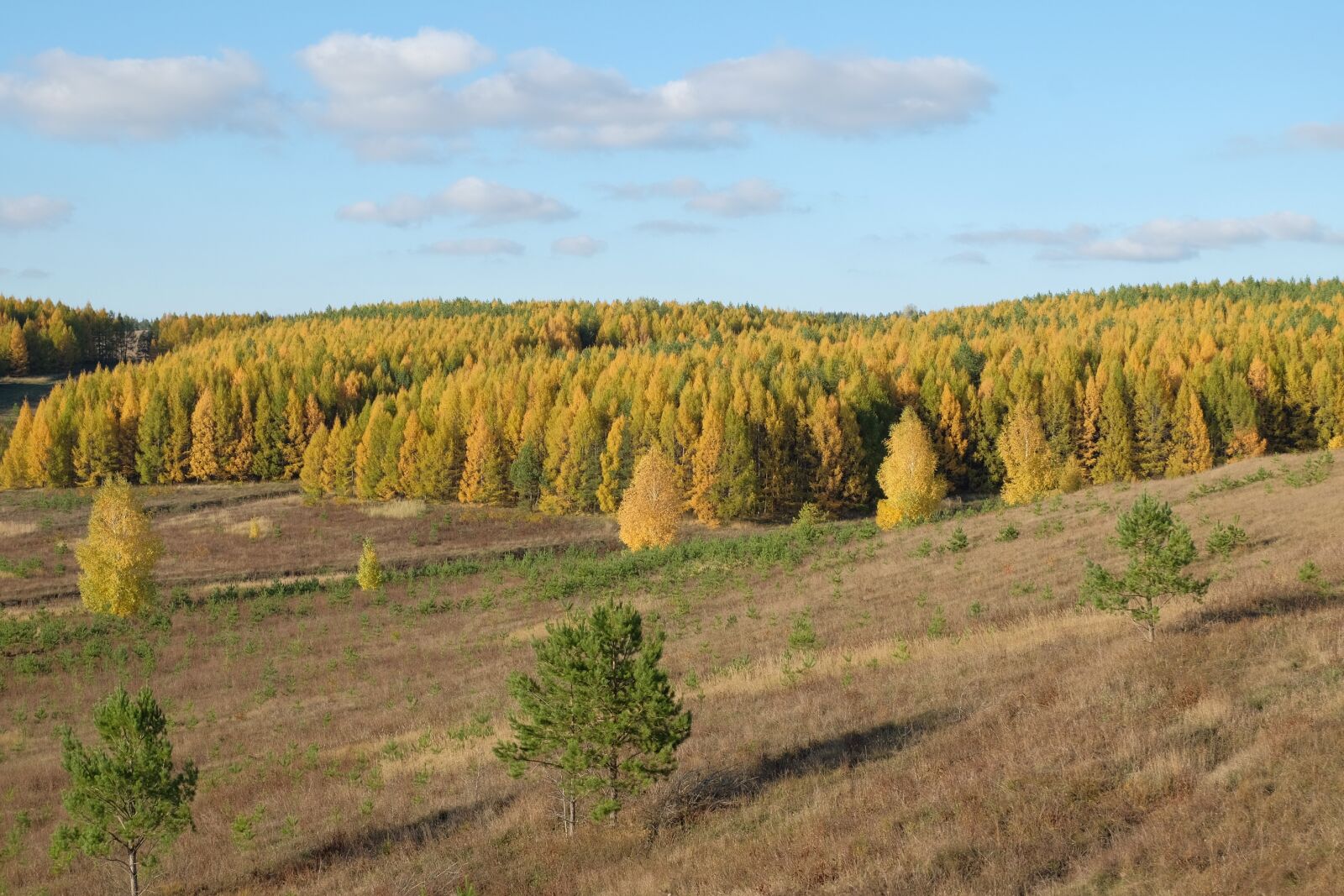 Fujifilm XC 16-50mm F3.5-5.6 OIS II sample photo. Autumn, yellow, autumn forest photography