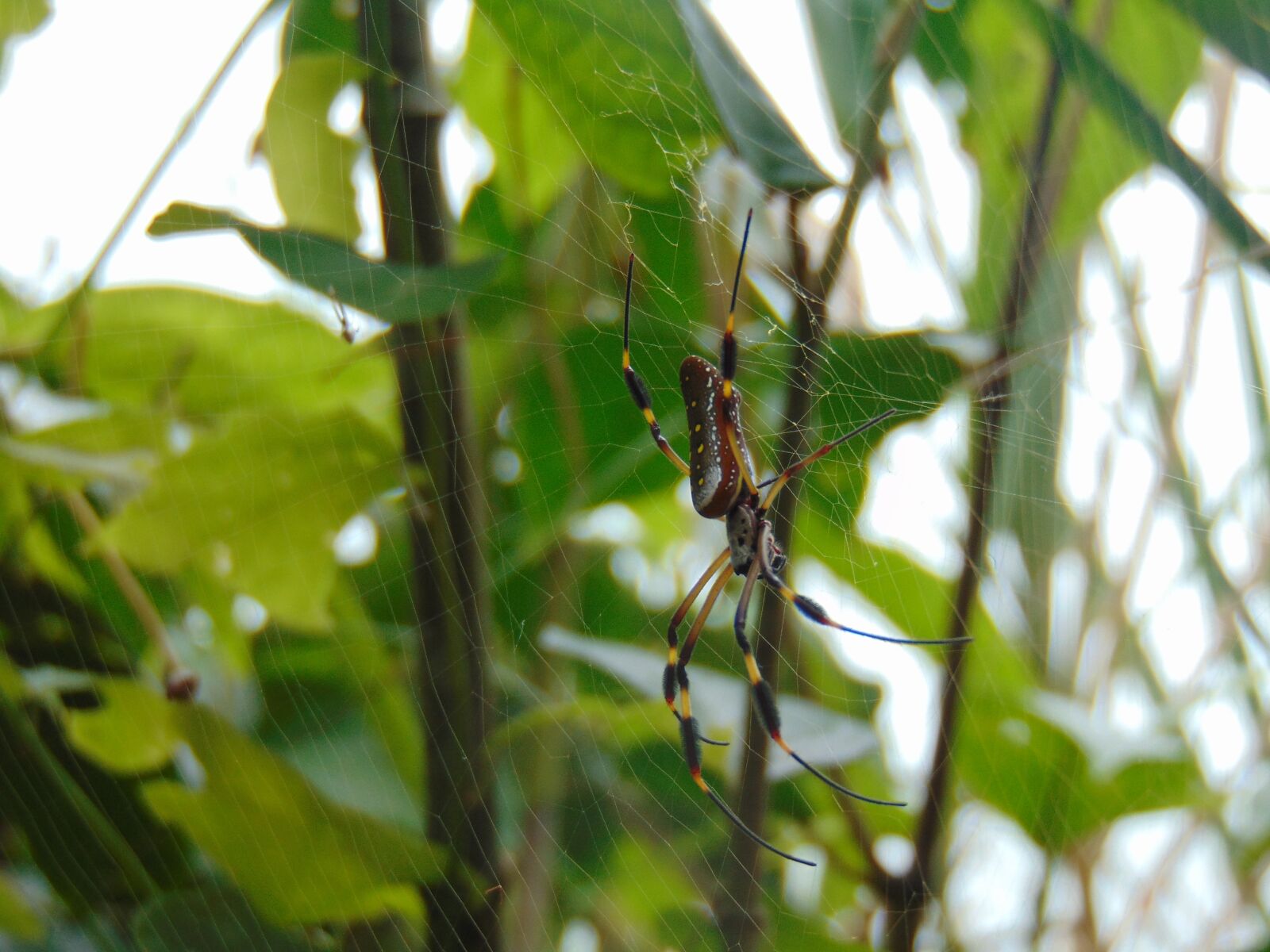 Sony Cyber-shot DSC-H300 sample photo. Spider, jungle, nature photography