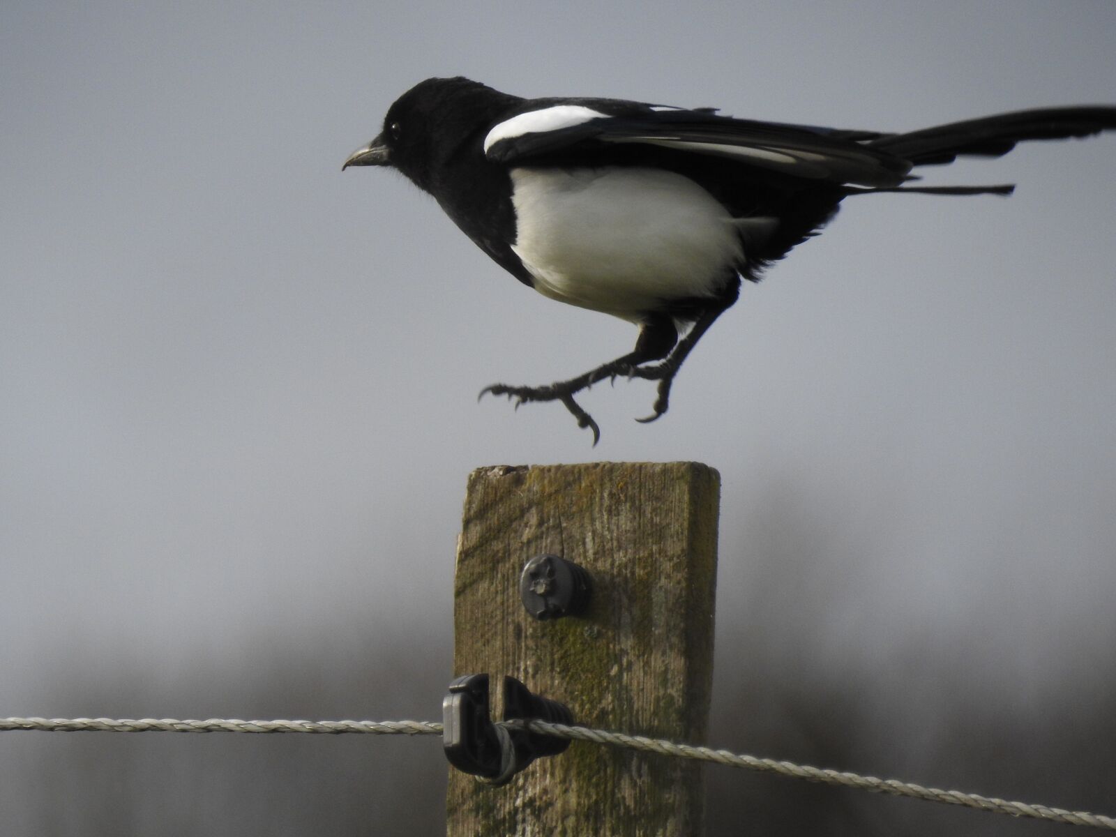 Nikon Coolpix P900 sample photo. Magpie, bird, wildlife photography