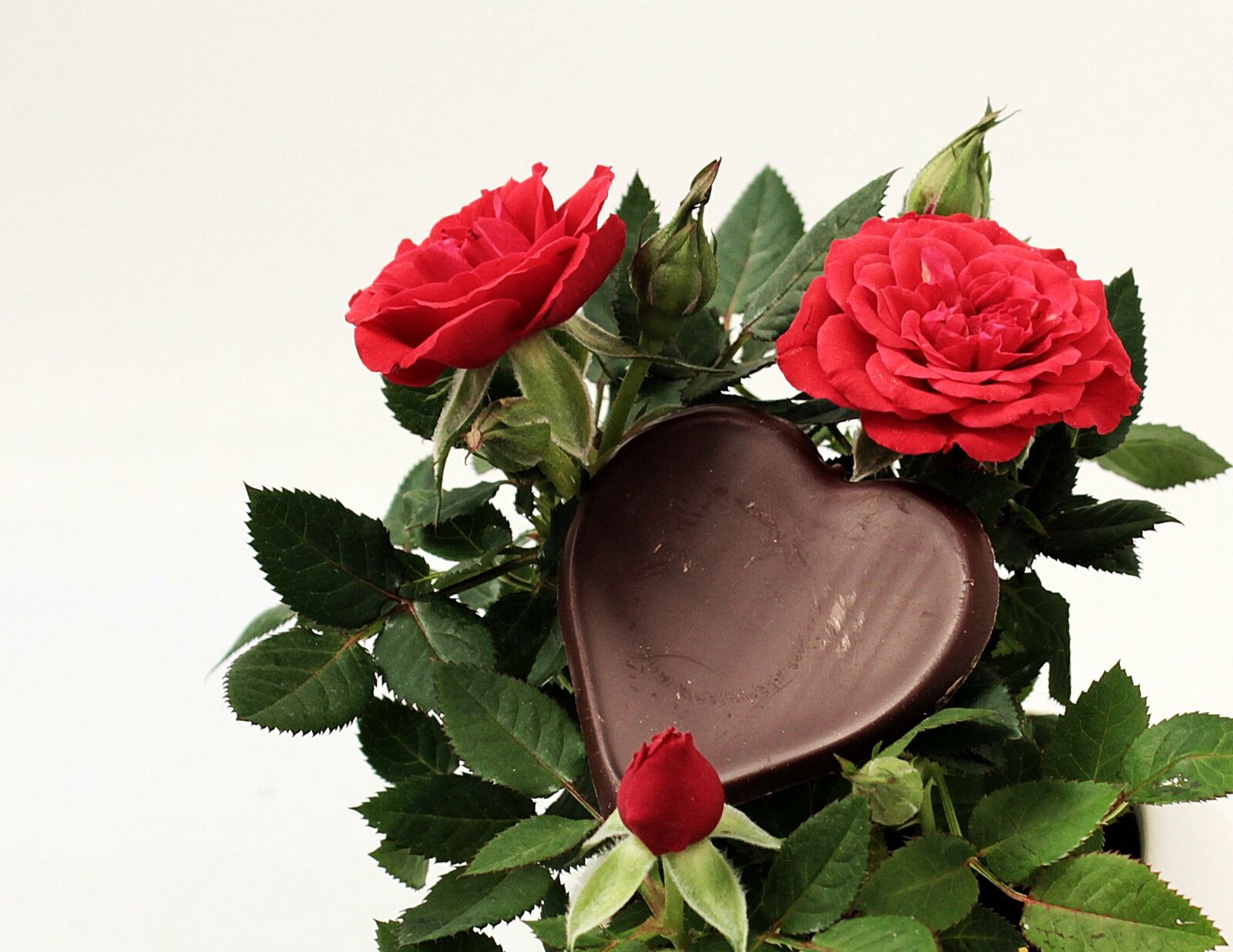 Canon EOS 550D (EOS Rebel T2i / EOS Kiss X4) sample photo. Mother's day, heart, gratitude photography