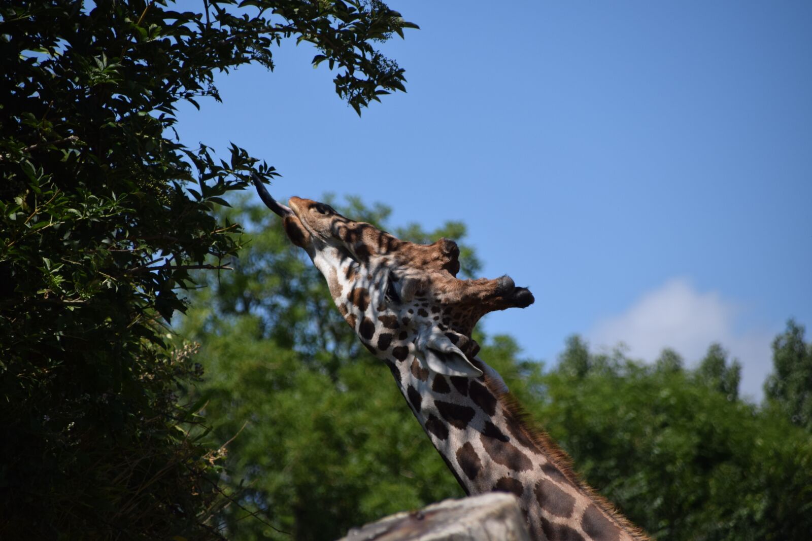 Nikon D5300 sample photo. Wild animals, zoo, giraffe photography