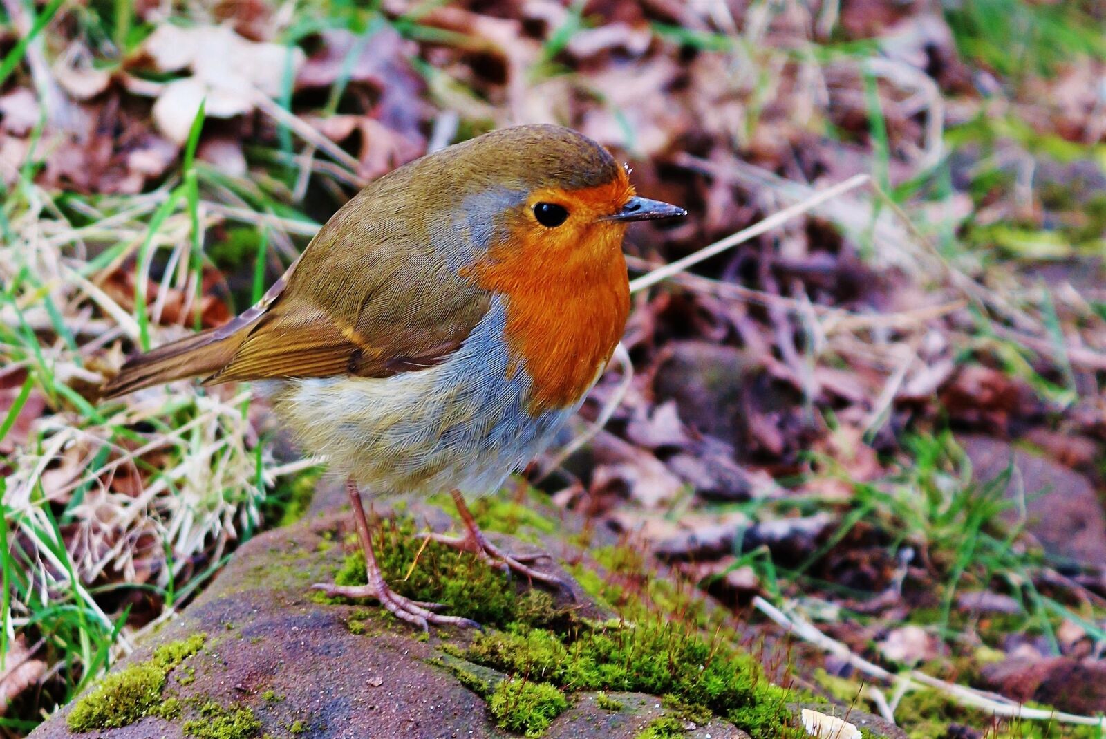 Canon EOS 650D (EOS Rebel T4i / EOS Kiss X6i) sample photo. Bird, robin, nature photography