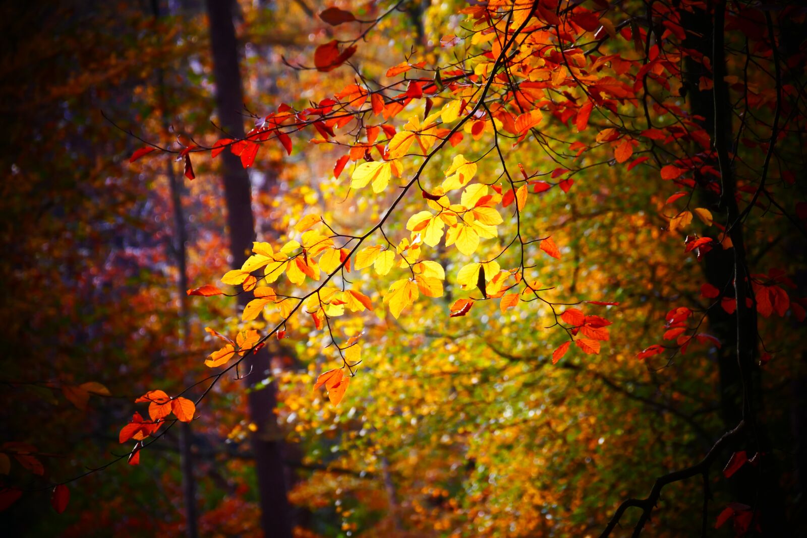 Panasonic Lumix DMC-G85 (Lumix DMC-G80) sample photo. Autumn, autumn leaf, autumn photography