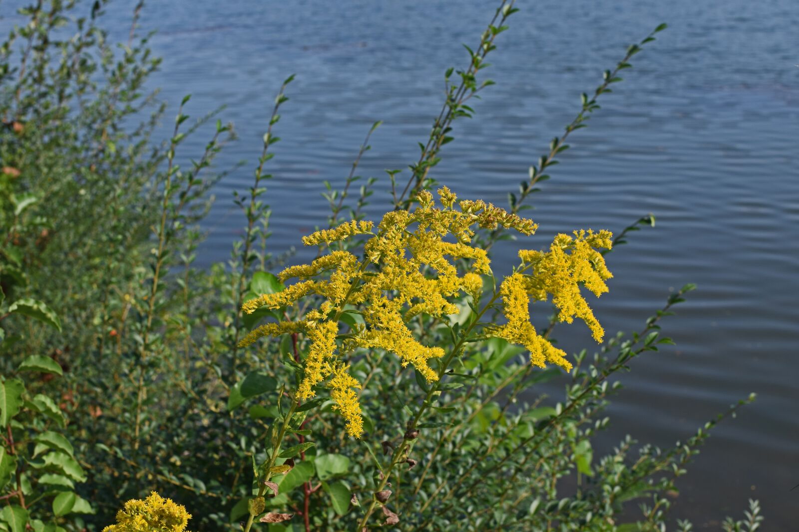 Nikon D3300 sample photo. Goldenrod at lakeside, flower photography